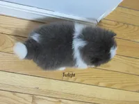 AKC Twilight , a female Pomeranian for sale in Bluford, IL – Photo 2 of 6