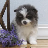 Pending AKC Twilight , a female Pomeranian for sale in Bluford, IL – Photo 3 of 6
