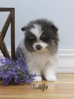 AKC Twilight , a female Pomeranian for sale in Bluford, IL – Photo 3 of 6