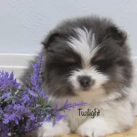 Pending AKC Twilight , a female Pomeranian for sale in Bluford, IL – Photo 1 of 6