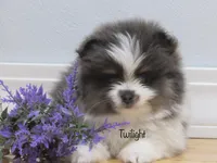 AKC Twilight , a female Pomeranian for sale in Bluford, IL – Photo 1 of 6
