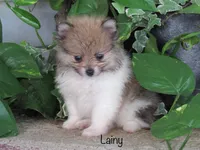AKC Lainy, a female Pomeranian for sale in Bluford, IL – 3 of 5