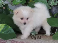 AKC Lilly Bell, a female Pomeranian for sale in Bluford, IL – 2 of 4
