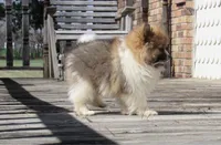 AKC Buster, a male Pomeranian for sale in Bluford, IL – Photo 2 of 6