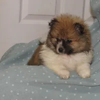 AKC Buster, a male Pomeranian for sale in Bluford, IL – Photo 3 of 6