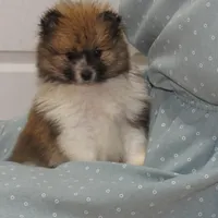 AKC Buster, a male Pomeranian for sale in Bluford, IL – Photo 4 of 6