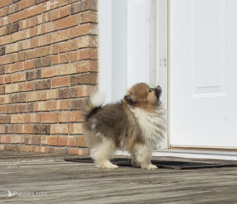 AKC Buster – Pomeranian puppy for sale in Bluford, IL