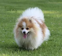 AKC Cookie, a female Pomeranian for sale in Bluford, IL – 4 of 5