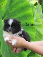 AKC Cookie, a female Pomeranian for sale in Bluford, IL – 3 of 5