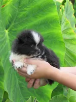 AKC Cookie, a female Pomeranian for sale in Bluford, IL – 2 of 5