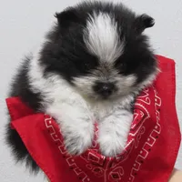 AKC Tucker, a male Pomeranian for sale in Bluford, IL – Photo 4 of 8