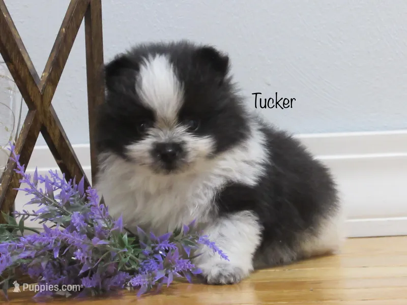 AKC Tucker
