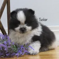 AKC Tucker, a male Pomeranian for sale in Bluford, IL – Photo 2 of 8