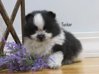 AKC Tucker, a male Pomeranian for sale in Bluford, IL – Photo 1 of 6