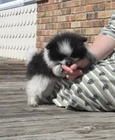 AKC Tucker, a male Pomeranian for sale in Bluford, IL – Photo 3 of 8