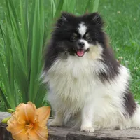 AKC Tucker, a male Pomeranian for sale in Bluford, IL – Photo 7 of 8