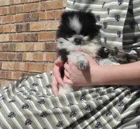 AKC Tucker, a male Pomeranian for sale in Bluford, IL – Photo 1 of 8