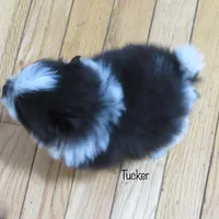 AKC Tucker, a male Pomeranian for sale in Bluford, IL – Photo 6 of 8