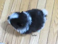 AKC Tucker, a male Pomeranian for sale in Bluford, IL – Photo 4 of 6