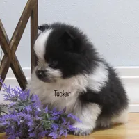 AKC Tucker, a male Pomeranian for sale in Bluford, IL – Photo 5 of 8