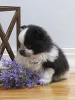 AKC Tucker, a male Pomeranian for sale in Bluford, IL – Photo 3 of 6