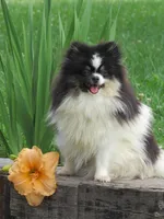 AKC TANSY, a female Pomeranian for sale in Bluford, IL – Photo 4 of 5