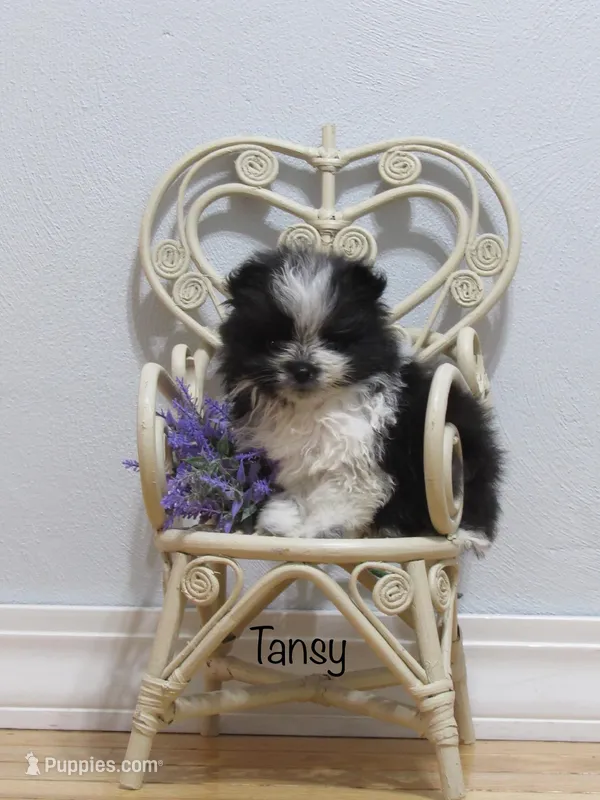 AKC TANSY, a female Pomeranian for sale in Bluford, IL – Photo 1 of 5