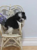 AKC TANSY, a female Pomeranian for sale in Bluford, IL – Photo 2 of 5