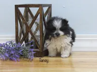 AKC TANSY, a female Pomeranian for sale in Bluford, IL – Photo 3 of 5