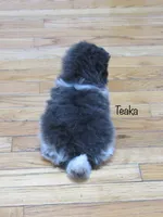 AKC Teaka, a male Pomeranian for sale in Bluford, IL – Photo 3 of 5