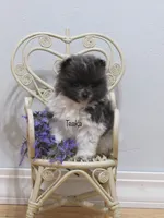 AKC Teaka, a male Pomeranian for sale in Bluford, IL – Photo 2 of 5