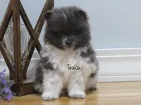 AKC Teaka, a male Pomeranian for sale in Bluford, IL – Photo 1 of 5