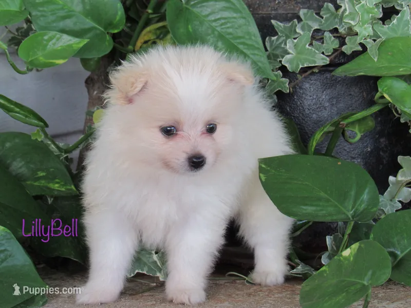 AKC Lilly Bell – Pomeranian puppy for sale in Bluford, IL
