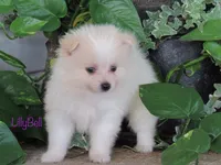 AKC Lilly Bell, a female Pomeranian for sale in Bluford, IL – 1 of 4