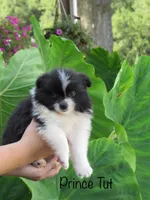 AKC Prince Tut, a male Pomeranian for sale in Bluford, IL – 3 of 5
