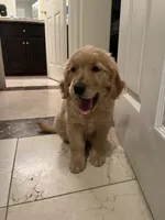 Peanut , a male Golden Retriever for sale in San Diego, CA – Photo 2 of 3