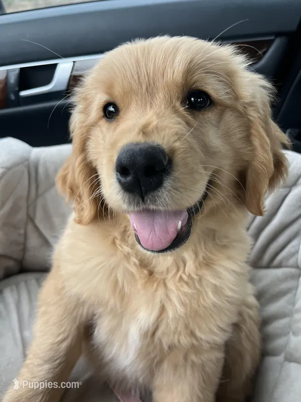 Peanut , a male Golden Retriever for sale in San Diego, CA – Photo 1 of 3