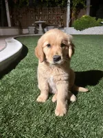 Peanut , a male Golden Retriever for sale in San Diego, CA – Photo 3 of 3