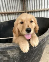 Barbie , a female Golden Retriever for sale in San Diego, CA – 3 of 4