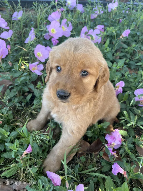 Bronco  – Golden Retriever puppy for sale in San Diego, CA