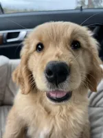 Cali , a female Golden Retriever for sale in San Diego, CA – Photo 3 of 4