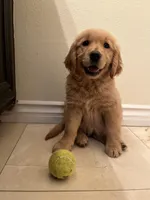 Cali , a female Golden Retriever for sale in San Diego, CA – Photo 4 of 4