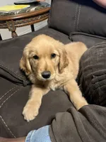 Cali , a female Golden Retriever for sale in San Diego, CA – Photo 2 of 4