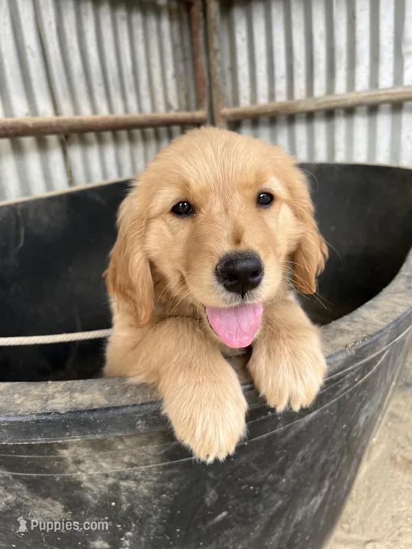 Cali , a female Golden Retriever for sale in San Diego, CA – Photo 1 of 4