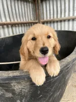 Cali , a female Golden Retriever for sale in San Diego, CA – Photo 1 of 4