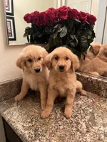 Bailey, a female Golden Retriever for sale in San Diego, CA – Photo 1 of 4