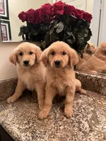 Bailey, a female Golden Retriever for sale in San Diego, CA – Photo 2 of 4