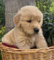 Teddy, a male Golden Retriever for sale in San Diego, CA – Photo 4 of 5