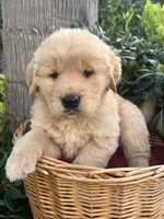 Teddy, a male Golden Retriever for sale in San Diego, CA – Photo 1 of 5