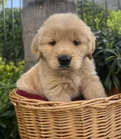 Teddy, a male Golden Retriever for sale in San Diego, CA – Photo 3 of 5